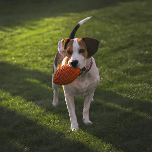 In Piemonte la pet therapy entra nel piano socio-sanitario regionale: esperienze da Rivoli a Candiolo e il ruolo dell’associazione Aslan.