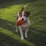 In Piemonte la pet therapy entra nel piano socio-sanitario regionale: esperienze da Rivoli a Candiolo e il ruolo dell’associazione Aslan.