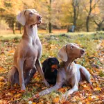 Pet therapy in Piemonte: dal reparto di terapia intensiva al nuovo piano socio-sanitario