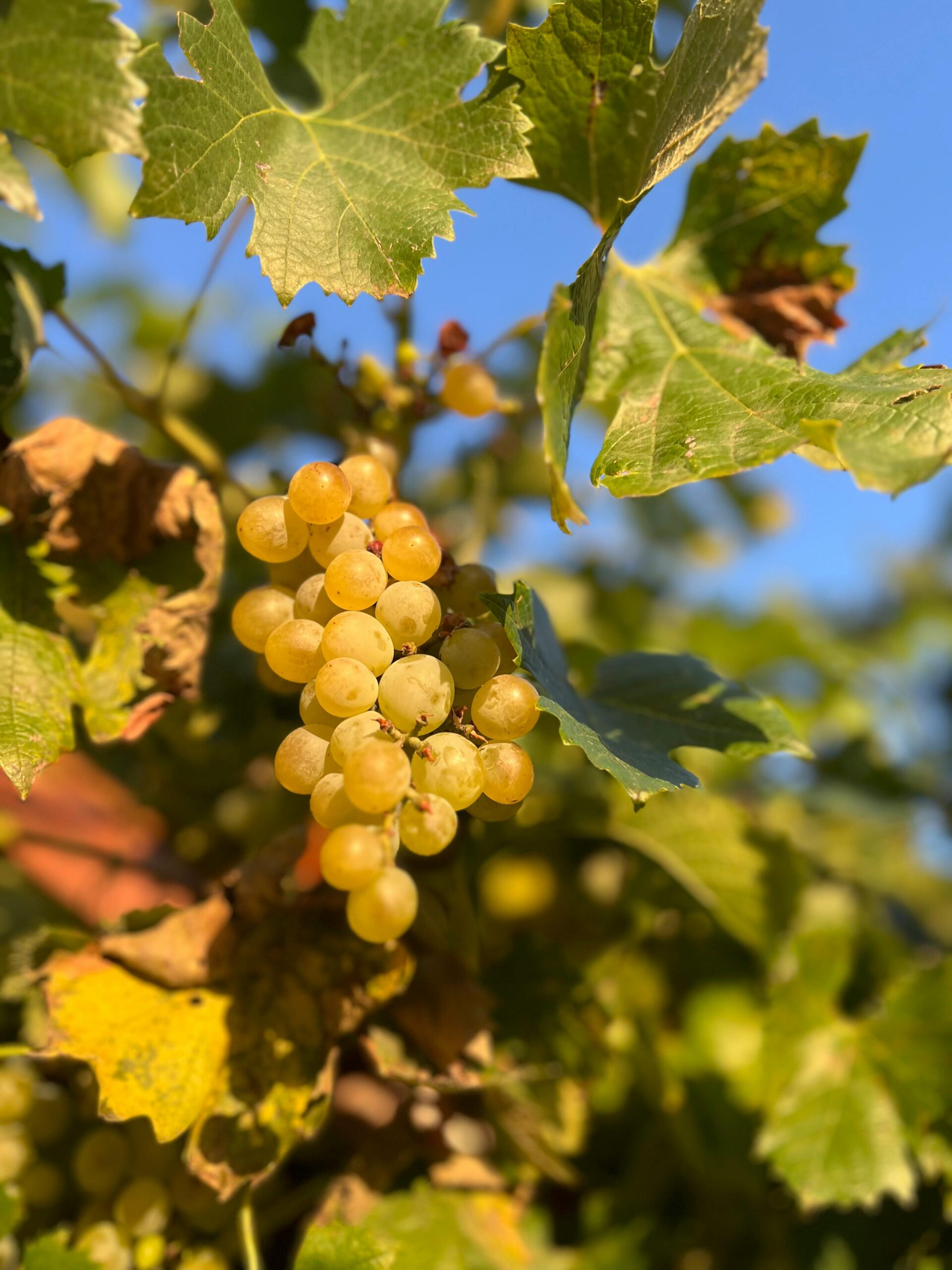 Campus Grapes: la viticoltura del futuro nasce a Torino