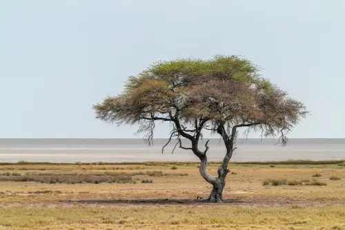 Africa forme d’Arte: un viaggio etno-artistico a Pinerolo