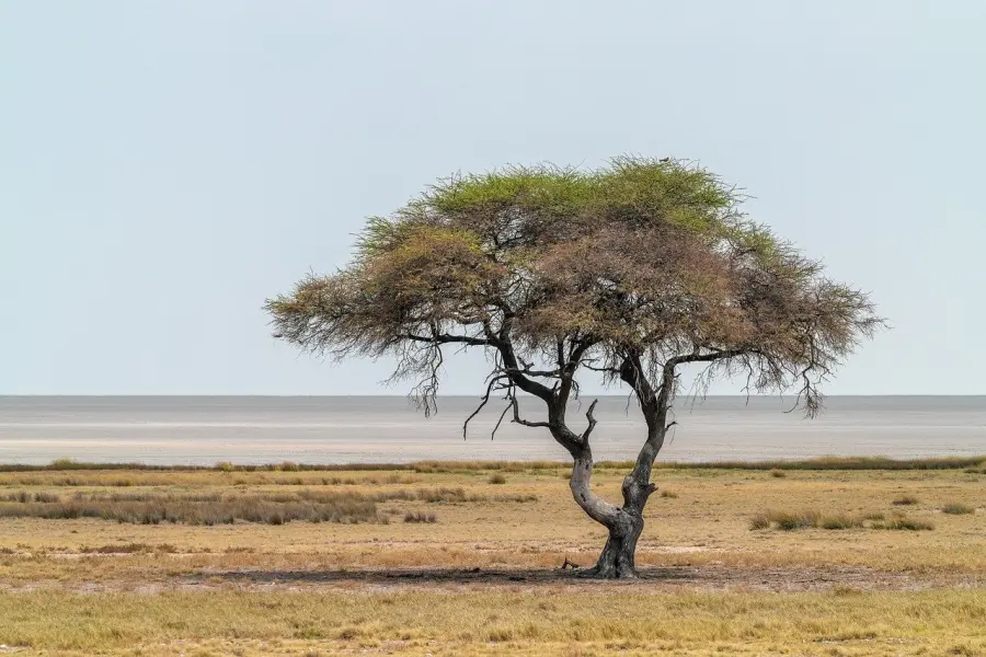Africa forme d’Arte: un viaggio etno-artistico a Pinerolo