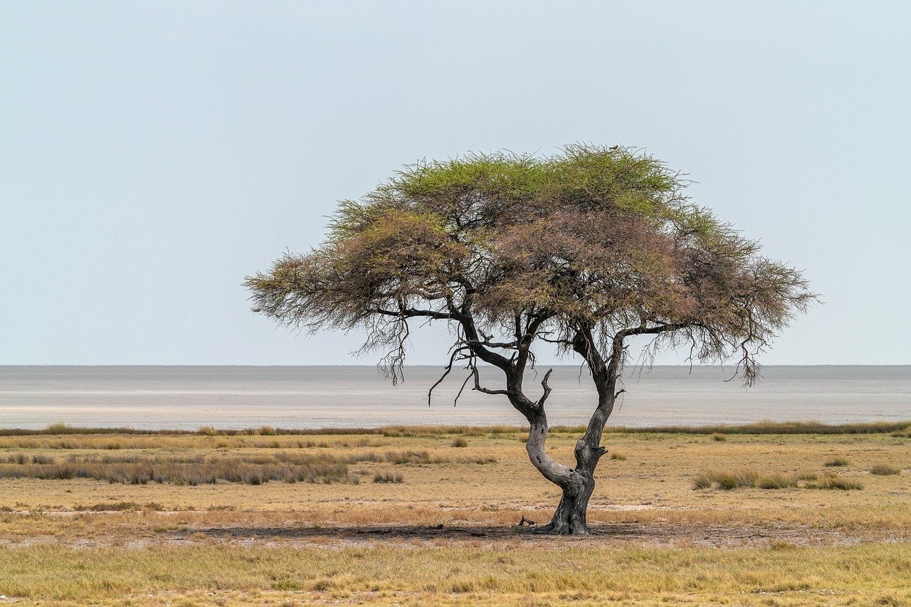 Africa forme d’Arte: un viaggio etno-artistico a Pinerolo
