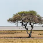 Africa forme d’Arte: un viaggio etno-artistico a Pinerolo