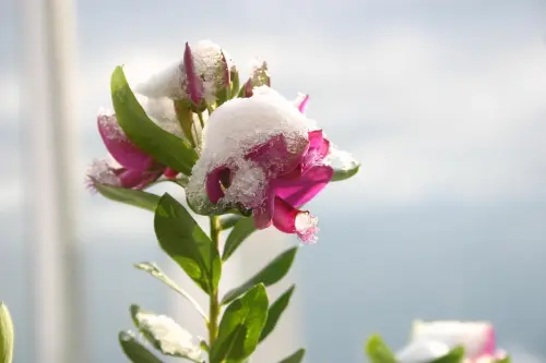 Maltempo nel fine settimana: attese nevicate fino in pianura
