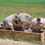 Peste suina, il Piemonte porta a Bruxelles un modello di contenimento che fa scuola