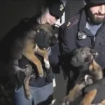 Torino, salvati mamma e cuccioli di malinois in uno stabile abbandonato