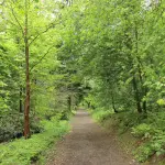 Foreste piemontesi, al centro delle politiche regionali tra ambiente ed economia