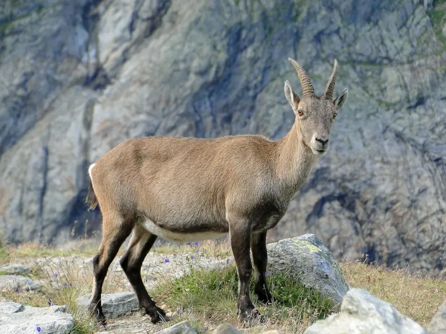 Piemonte, nuove regole per il ripopolamento della fauna