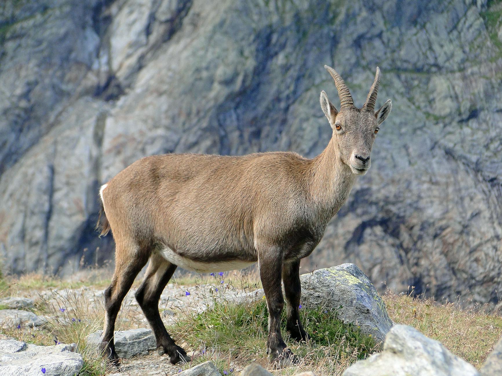 Piemonte, nuove regole per il ripopolamento della fauna