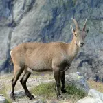 Piemonte, nuove regole per il ripopolamento della fauna