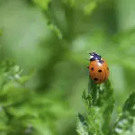 IFW 2026 a Torino, il congresso mondiale sugli insetti alimentari