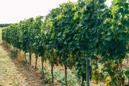 Turismo enogastronomico in Piemonte: dati 2026