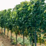 Turismo enogastronomico in Piemonte: dati 2026