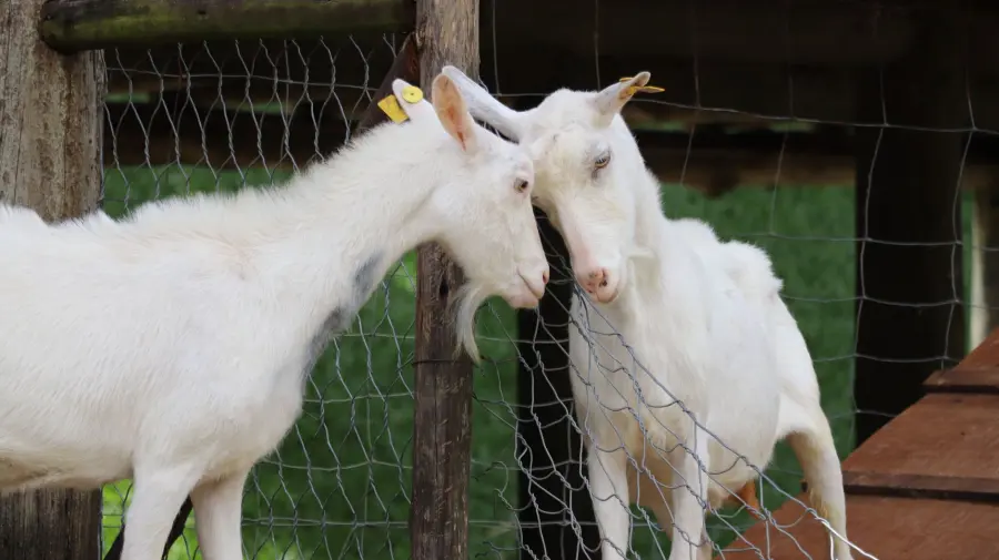 UniTo, il lievito del pane si adatta ai formaggi di capra