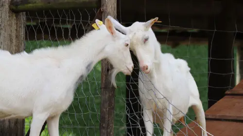 UniTo, il lievito del pane si adatta ai formaggi di capra