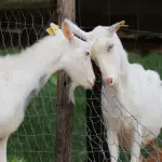 UniTo, il lievito del pane si adatta ai formaggi di capra