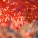 Piossasco celebra la Festa d’Autunno: sapori, musica e tradizione in piazza